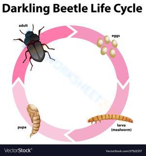 Darkling beetle life cycle