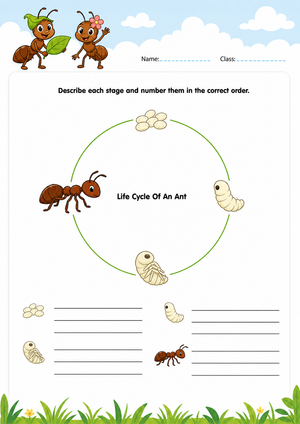 Grade 3 Ant Life Cycle — Printable No-Prep Worksheet