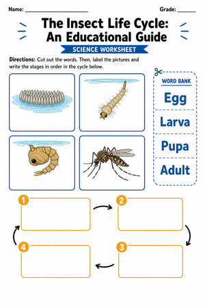 Grade 3 Insect Life Cycle — Printable No-Prep Worksheet