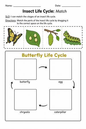 Insect Life Cycle Worksheet | Essential Grade 3 Science