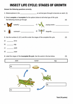 Printable Insect Life Cycle Worksheet | Grade 3 Science