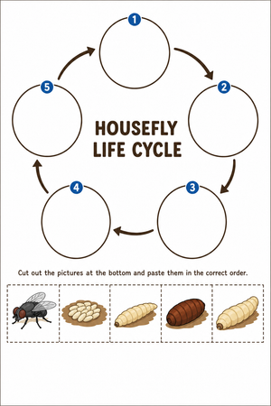 Housefly Life Cycle Worksheet | Grade 3 Essential