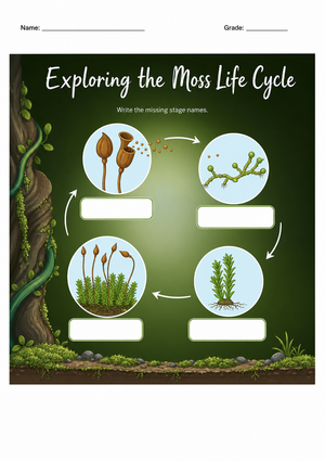 Grade 3 Moss Life Cycle — Printable No-Prep Worksheet