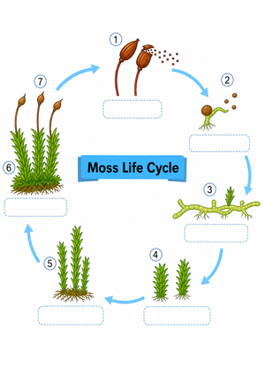 Grade 3 Moss Life Cycle — Printable No-Prep Worksheet