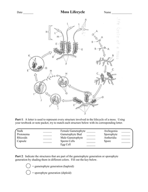 The Moss Life Cycle: A Closer Look