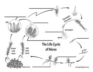 The life cycle of moss