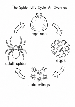 Spider Life Cycle Worksheet | Grade 3 Essential