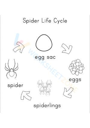 The Spider Life Cycle: An Overview