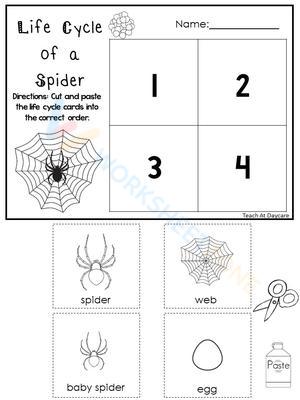 Spider Life Cycle: A Beginner's Guide
