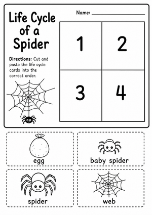 Spider Life Cycle Worksheet | Grade 3 Printable