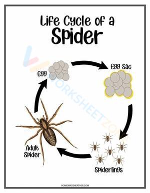 Explore the Spider Life Cycle Stages