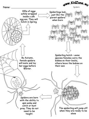 Spider Life Cycle: A Detailed Look