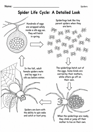 Spider Life Cycle Printable Worksheet | Grade 3 Science