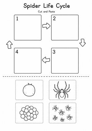 Spider Life Cycle Worksheet | Grade 3 Essential