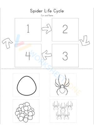 Explore the Spider Life Cycle Worksheet