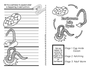 Earthworm Life Cycle Worksheet: Learn the Stages