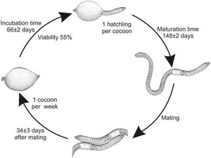 Explore Earthworm Life Cycle