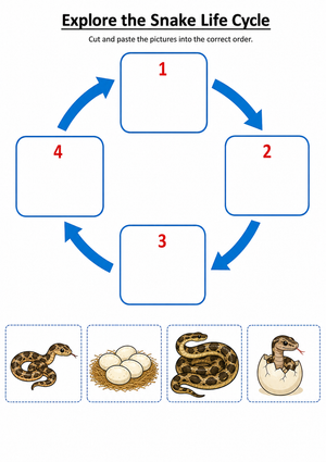Snake Life Cycle Worksheet | Grade 3 Printable