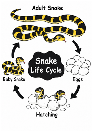 Grade 3 Snake Life Cycle — Printable No-Prep Worksheet