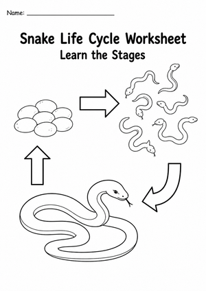 Snake Life Cycle Worksheet | Grade 3 Printable