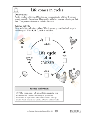 Life Comes in Cycles: Exploring Nature's Rhythms