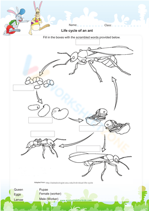 Life cycle of an ant