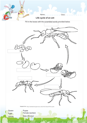 Life Cycle of an Ant Worksheet | Grade 2 Essential