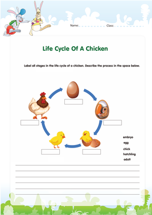 Chicken Life Cycle: Discover the Stages