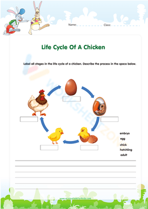 Chicken Life Cycle: Discover the Stages
