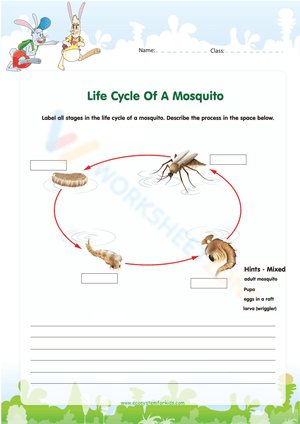 Mosquito Life Cycle: An Educational Resource