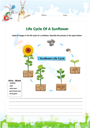 Sunflower Life Cycle: Detailed Worksheet