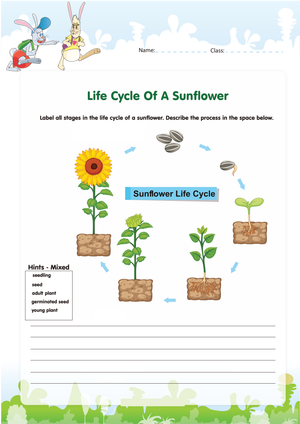 Sunflower Life Cycle: Detailed Worksheet