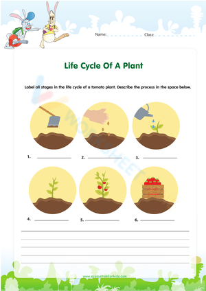 Explore the Plant Life Cycle with This Worksheet