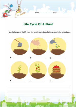Explore the Plant Life Cycle with This Worksheet