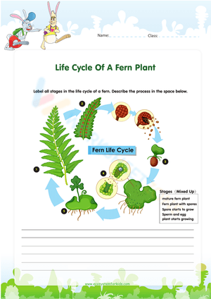 Fern Life Cycle: Learn and Explore