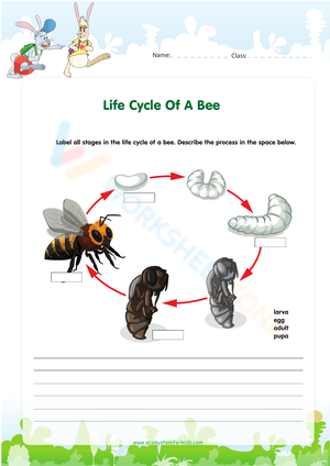 Understanding the Bee Life Cycle with This Worksheet