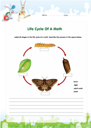 Explore the Moth Life Cycle Worksheet