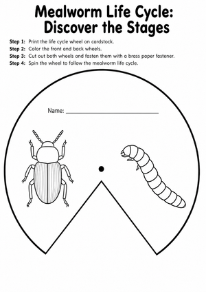 Mealworm Life Cycle Wheel | Essential Grade 3 Science