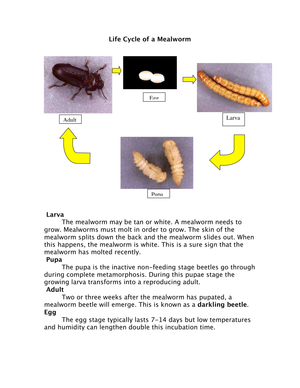 Mealworm Life Cycle Worksheet: Learn the Stages