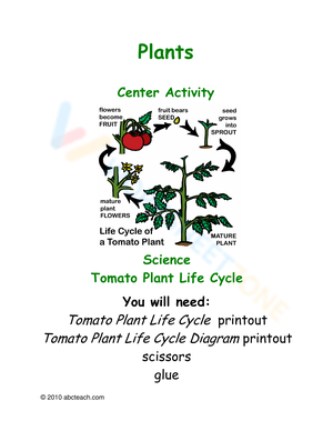 Tomato Life Cycle Worksheet: Learn the Stages