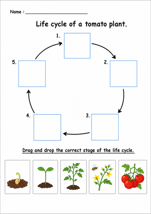 Grade 3 Tomato Life Cycle — Printable No-Prep Worksheet