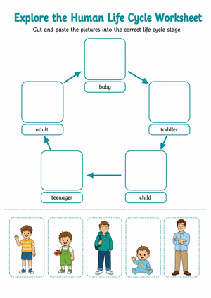 Grade 3 Human Life Cycle — Printable No-Prep Worksheet