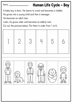 Grade 3 Human Life Cycle — Printable No-Prep Worksheet
