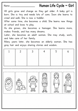 Grade 2 Human Life Cycle — Printable No-Prep Worksheet