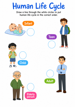 Human Life Cycle Worksheet | Grade 2 Essential Science