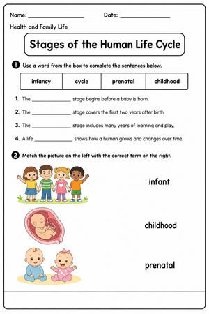 Human Life Cycle Worksheet | Grade 3 Printable