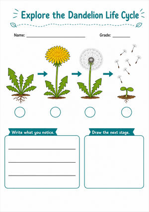 Grade 3 Dandelion Life Cycle — Printable No-Prep Worksheet
