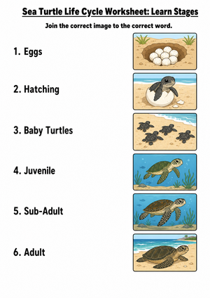Sea Turtle Life Cycle Worksheet | Grade 3 Essential