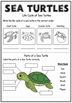 Grade 3 Sea Turtle Life Cycle — Printable No-Prep Worksheet
