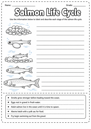 Grade 3 Salmon Life Cycle — Printable No-Prep Worksheet